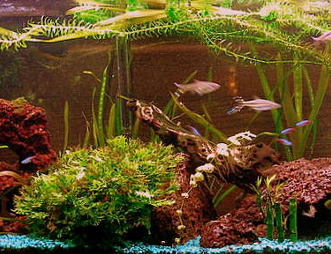 20 gallons planted tank (mostly live plants and fish) - I Love Kribs ! 20 gallons planted tank (mostly live plants and fish) - I Love Kribs !