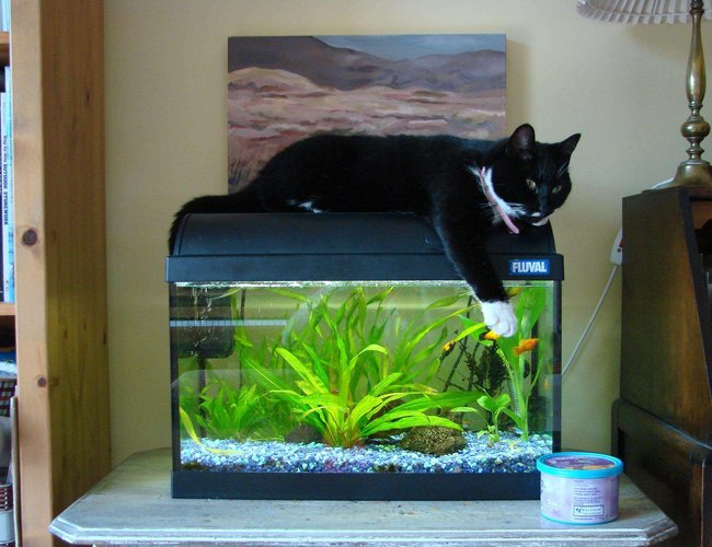 200 gallons planted tank (mostly live plants and fish) - This is my 10 gallon tank. My cat Lizzie likes to lie on top of it because the light makes it nice and warm. :) 200 gallons planted tank (mostly live plants and fish) - This is my 10 gallon tank. My cat Lizzie likes to lie on top of it because the light makes it nice and warm. :)