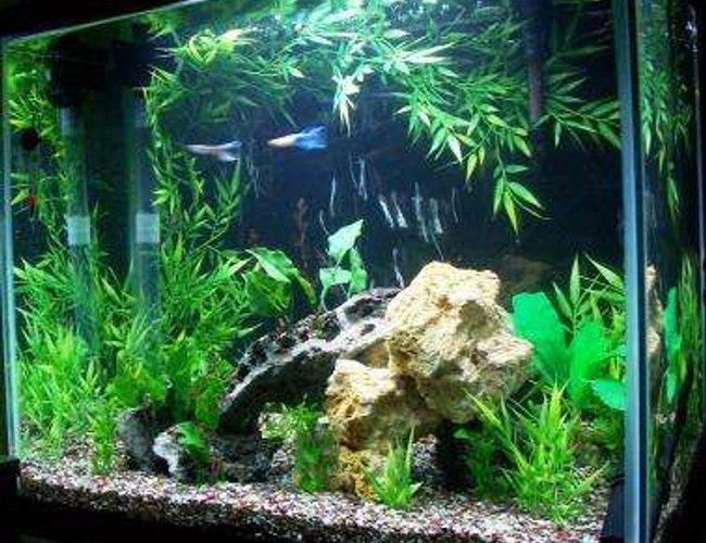 25 gallons planted tank (mostly live plants and fish) - 25 Gallon 25 gallons planted tank (mostly live plants and fish) - 25 Gallon