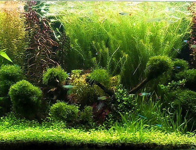 130 gallons planted tank (mostly live plants and fish) - 130 gallons 130 gallons planted tank (mostly live plants and fish) - 130 gallons