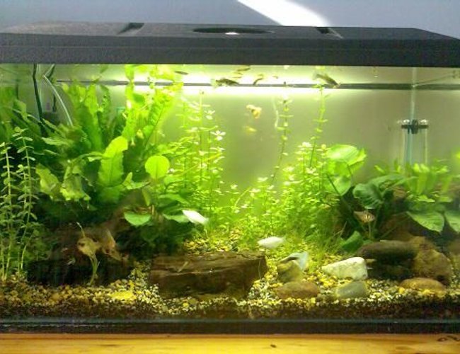 12 gallons planted tank (mostly live plants and fish) - Here is my tank 12 gallons planted tank (mostly live plants and fish) - Here is my tank