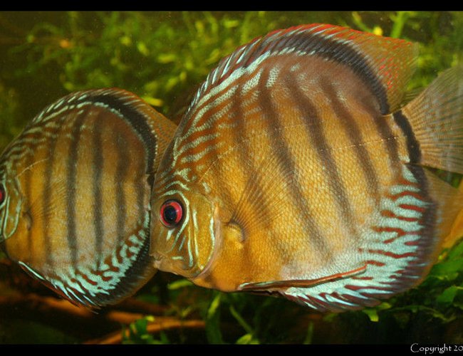 422 gallons planted tank (mostly live plants and fish) - My discus fish, Green Tefe, wildcaught 422 gallons planted tank (mostly live plants and fish) - My discus fish, Green Tefe, wildcaught