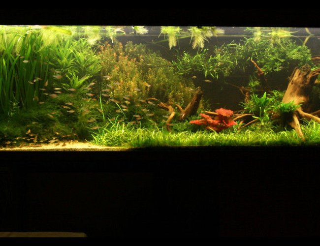 422 gallons planted tank (mostly live plants and fish) - My tank now, re-scaped (a bit) for Discus fish 422 gallons planted tank (mostly live plants and fish) - My tank now, re-scaped (a bit) for Discus fish