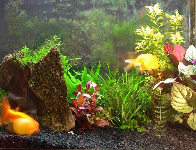 33 gallons planted tank (mostly live plants and fish) - Planted Fancy Goldfish Tank (with White Cloud Minnows and a Flower Shrimp).
This is my first attempt at a planted tank. 33 gallons planted tank (mostly live plants and fish) - Planted Fancy Goldfish Tank (with White Cloud Minnows and a Flower Shrimp).
This is my first attempt at a planted tank.