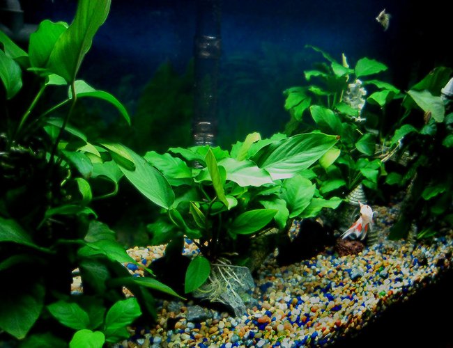 22 gallons planted tank (mostly live plants and fish) - Guest room aquarium. Goldfish, Danios, Cory Cats for inhabitants. All plants: Anubias species. Volume: 22USG. Filters: 1 modified UGF + 1 external filter rated at 300ph. Lighting: .75 watts/gal, flourescent, Coralife Plant Gro. 22 gallons planted tank (mostly live plants and fish) - Guest room aquarium. Goldfish, Danios, Cory Cats for inhabitants. All plants: Anubias species. Volume: 22USG. Filters: 1 modified UGF + 1 external filter rated at 300ph. Lighting: .75 watts/gal, flourescent, Coralife Plant Gro.