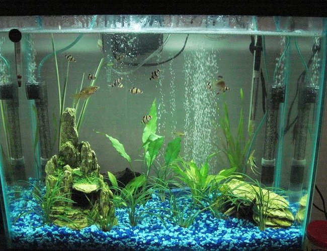 25 gallons planted tank (mostly live plants and fish) - PLEASE TELL ME WHAT YOU THINK!! PLEASE:)
i don't have my digital camera so had to use my web cam sorry when i get me camera back ill post a new one...
First tank 25 gallons
11 Tiger barbs
2 Rosy barbs
2 Sliver tipped tetras
1 Frog
My most liked fish 2 Rainbow Sharks and 1 Angel fish 25 gallons planted tank (mostly live plants and fish) - PLEASE TELL ME WHAT YOU THINK!! PLEASE:)
i don't have my digital camera so had to use my web cam sorry when i get me camera back ill post a new one...
First tank 25 gallons
11 Tiger barbs
2 Rosy barbs
2 Sliver tipped tetras
1 Frog
My most liked fish 2 Rainbow Sharks and 1 Angel fish