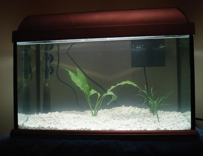 25 gallons planted tank (mostly live plants and fish) - New 10 gallon tank
more plants coming soon just set it up last night 25 gallons planted tank (mostly live plants and fish) - New 10 gallon tank
more plants coming soon just set it up last night
