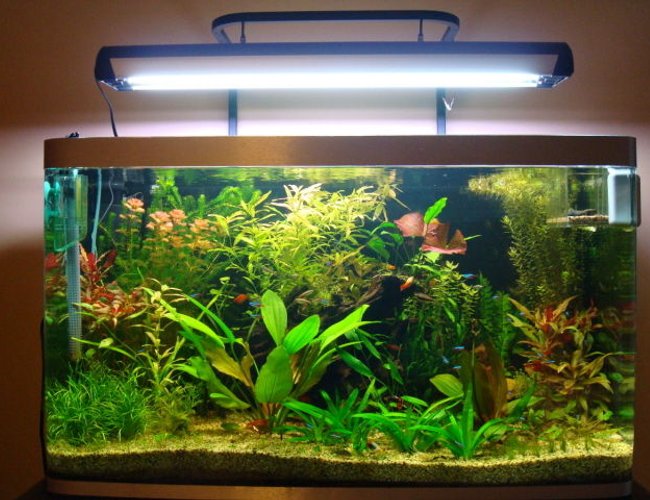 70 gallons planted tank (mostly live plants and fish) - 6 week old tank 70 gallons planted tank (mostly live plants and fish) - 6 week old tank