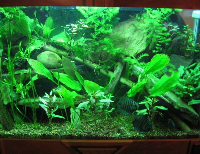 45 gallons planted tank (mostly live plants and fish) - Planted Freshwater with Discus 45 gallons planted tank (mostly live plants and fish) - Planted Freshwater with Discus