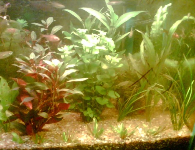 47 gallons planted tank (mostly live plants and fish) - my planted tank photo taken from nokia 3230 47 gallons planted tank (mostly live plants and fish) - my planted tank photo taken from nokia 3230