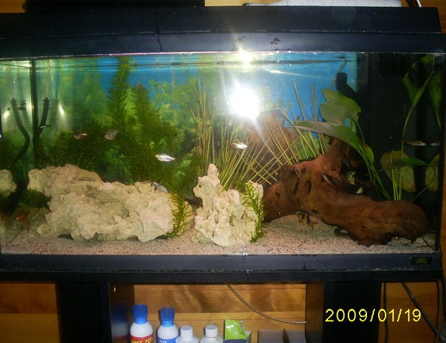 26 gallons planted tank (mostly live plants and fish) - white lava rock drift wood and coconut shels(not in this picture) 3 pleckos 2 silverdollers 1snakefish 2 blood heart tetras 3 congo tetras 12 neons 1 clown loach 2 peppercats 2 snails 1 frog 2 crayfish 2 balla sharks 2rainbow sharks 1 aquatic frog 26 gallons planted tank (mostly live plants and fish) - white lava rock drift wood and coconut shels(not in this picture) 3 pleckos 2 silverdollers 1snakefish 2 blood heart tetras 3 congo tetras 12 neons 1 clown loach 2 peppercats 2 snails 1 frog 2 crayfish 2 balla sharks 2rainbow sharks 1 aquatic frog