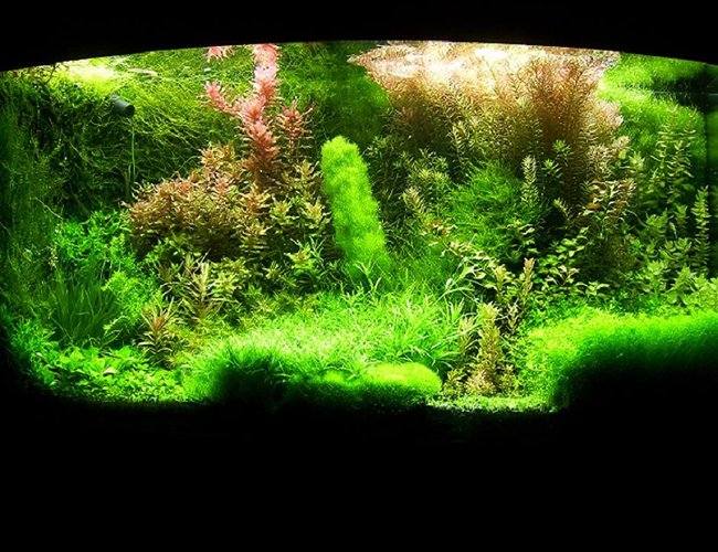 72 gallons planted tank (mostly live plants and fish) - Shrimp paradise:) 72 gallons planted tank (mostly live plants and fish) - Shrimp paradise:)