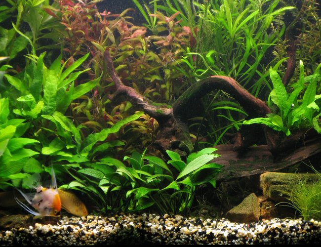 44 gallons planted tank (mostly live plants and fish) - Low-light, no co2 tank, 1 year old. 44 gallons planted tank (mostly live plants and fish) - Low-light, no co2 tank, 1 year old.