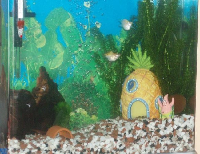 6 gallons planted tank (mostly live plants and fish) - My aquarium now I have got the decor/fish that I want. 6 gallons planted tank (mostly live plants and fish) - My aquarium now I have got the decor/fish that I want.