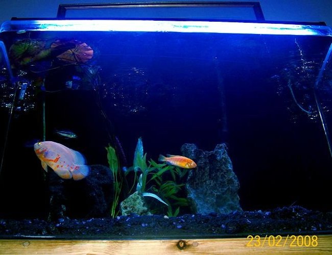 26 gallons planted tank (mostly live plants and fish) - OSCAR THE GROUCH 26 gallons planted tank (mostly live plants and fish) - OSCAR THE GROUCH