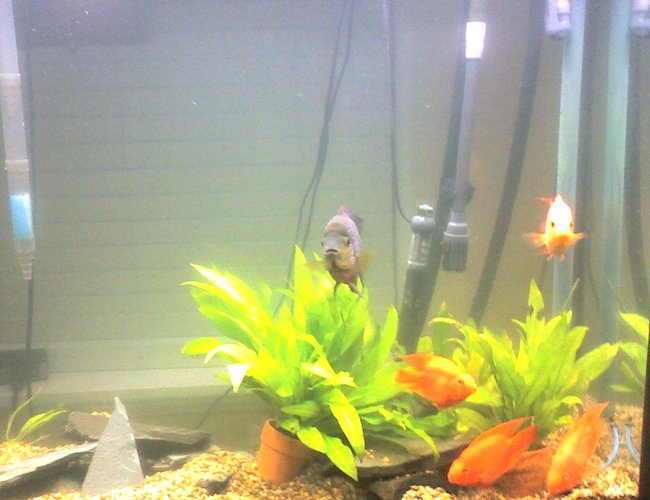 70 gallons planted tank (mostly live plants and fish) - I took it with my phone. I will update it when I am on spring break. 70 gallons planted tank (mostly live plants and fish) - I took it with my phone. I will update it when I am on spring break.