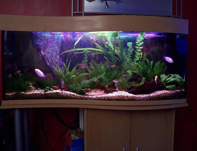 57 gallons planted tank (mostly live plants and fish) - My tank how it looks now.
57 Gallon Wave front Tank.
DIY Co2 up and running for a month now. 57 gallons planted tank (mostly live plants and fish) - My tank how it looks now.
57 Gallon Wave front Tank.
DIY Co2 up and running for a month now.