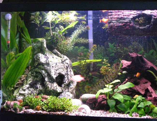 33 gallons planted tank (mostly live plants and fish) - This was taken last week, but since I bought the rams last night, I've rearranged the layout slightly. 33 gallons planted tank (mostly live plants and fish) - This was taken last week, but since I bought the rams last night, I've rearranged the layout slightly.