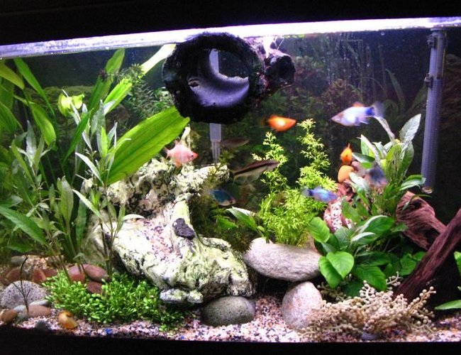 33 gallons planted tank (mostly live plants and fish) - Couple months ago 33 gallons planted tank (mostly live plants and fish) - Couple months ago