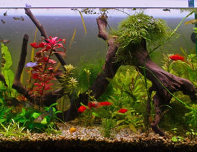 175 gallons planted tank (mostly live plants and fish) 175 gallons planted tank (mostly live plants and fish)