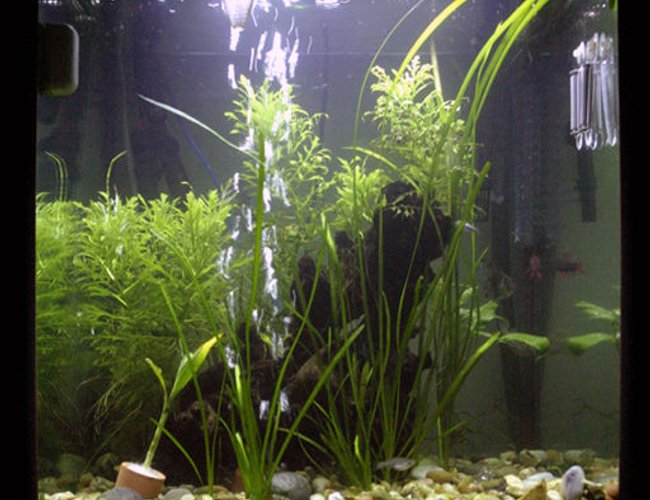 33 gallons planted tank (mostly live plants and fish) - This is my tank as of April First 2008 33 gallons planted tank (mostly live plants and fish) - This is my tank as of April First 2008