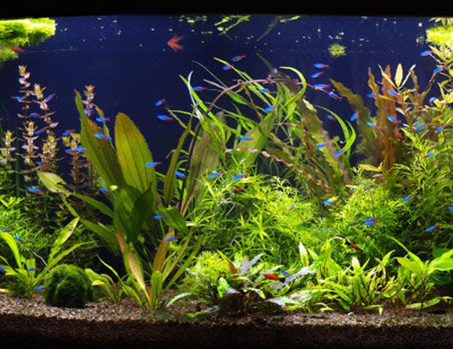 190 gallons planted tank (mostly live plants and fish) - aquarium 3 month old 190 gallons planted tank (mostly live plants and fish) - aquarium 3 month old