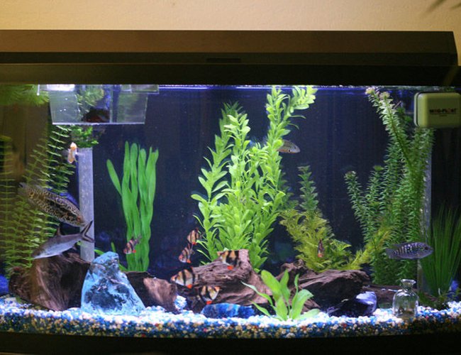 46 gallons planted tank (mostly live plants and fish) - 46 gal bow front 46 gallons planted tank (mostly live plants and fish) - 46 gal bow front