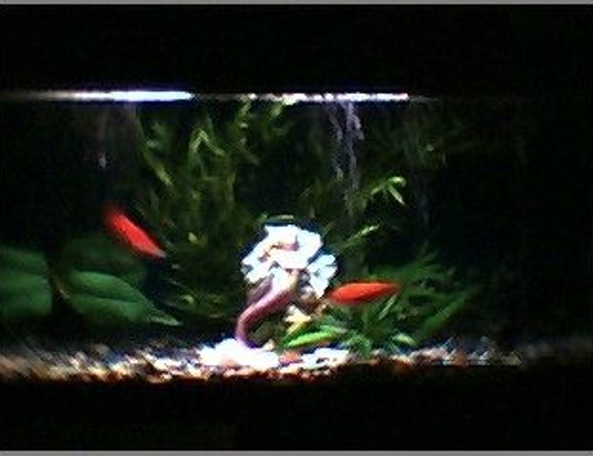 45 gallons planted tank (mostly live plants and fish) - planted start 45 gallons planted tank (mostly live plants and fish) - planted start