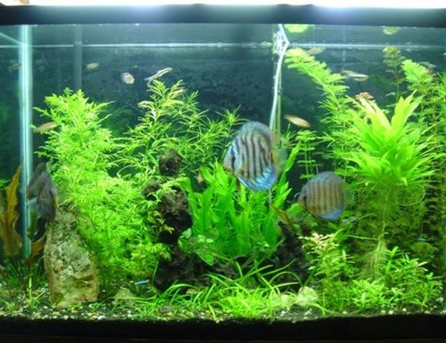 45 gallons planted tank (mostly live plants and fish) - 45gl planted tank. 45 gallons planted tank (mostly live plants and fish) - 45gl planted tank.