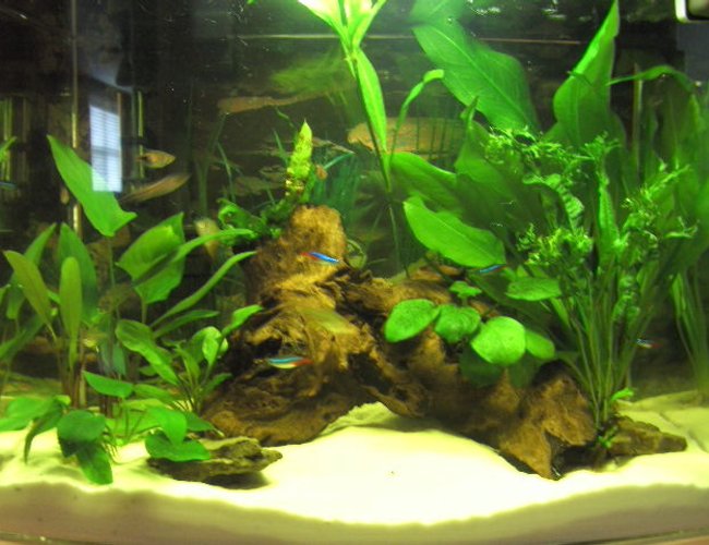 12 gallons planted tank (mostly live plants and fish) - 2 months old, all plants are growing and fish are thriving. 12 gallons planted tank (mostly live plants and fish) - 2 months old, all plants are growing and fish are thriving.