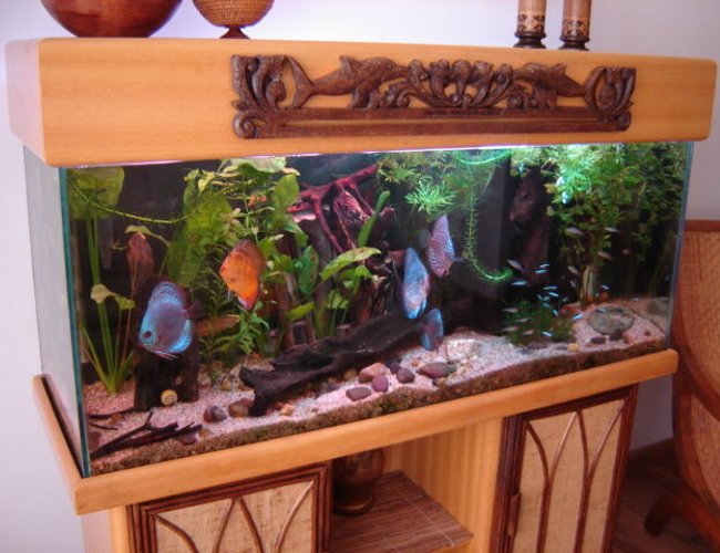 113 gallons planted tank (mostly live plants and fish) - DiscusTank in the living room 113 gallons planted tank (mostly live plants and fish) - DiscusTank in the living room
