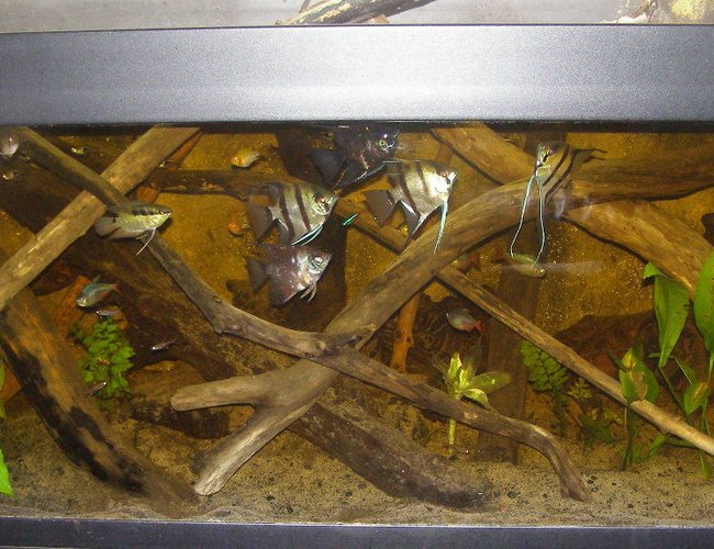 52 gallons planted tank (mostly live plants and fish) - amazon tank 52 gallons planted tank (mostly live plants and fish) - amazon tank