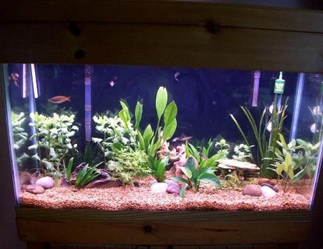 45 gallons planted tank (mostly live plants and fish) - 45 gal planted 45 gallons planted tank (mostly live plants and fish) - 45 gal planted