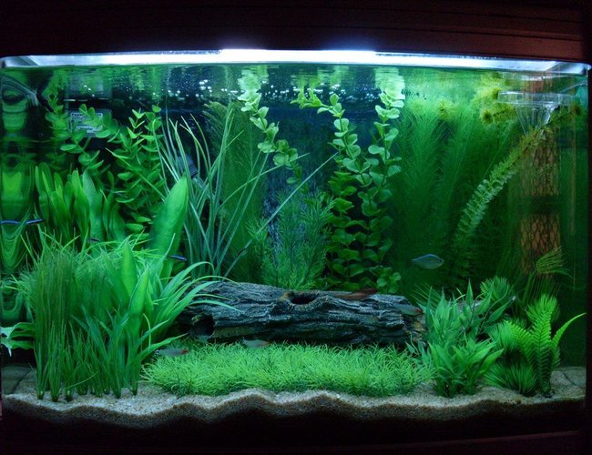 24 gallons planted tank (mostly live plants and fish) - Newly refurbished tank - and new camera! 24 gallons planted tank (mostly live plants and fish) - Newly refurbished tank - and new camera!