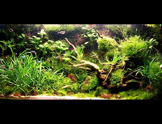 80 gallons planted tank (mostly live plants and fish) - my living background 80 gallons planted tank (mostly live plants and fish) - my living background