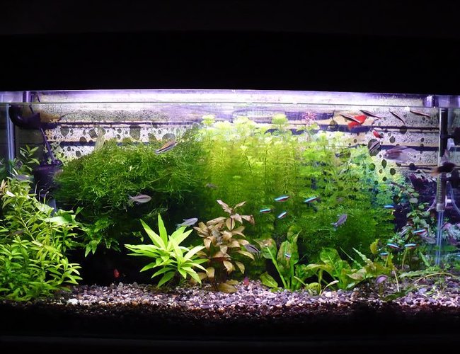 46 gallons planted tank (mostly live plants and fish) - My fish Tank 46 gallons planted tank (mostly live plants and fish) - My fish Tank