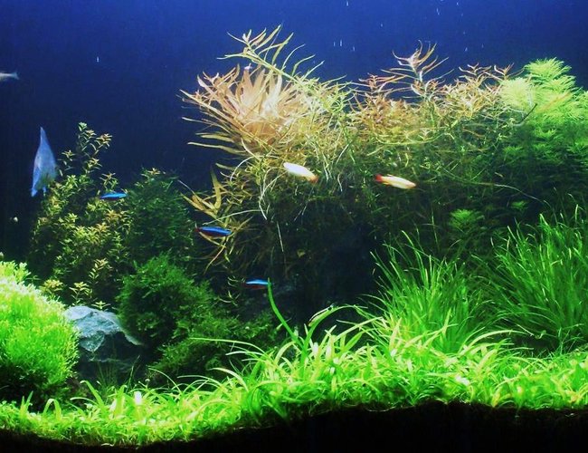 80 gallons planted tank (mostly live plants and fish) - South American theme 80 gallons planted tank (mostly live plants and fish) - South American theme