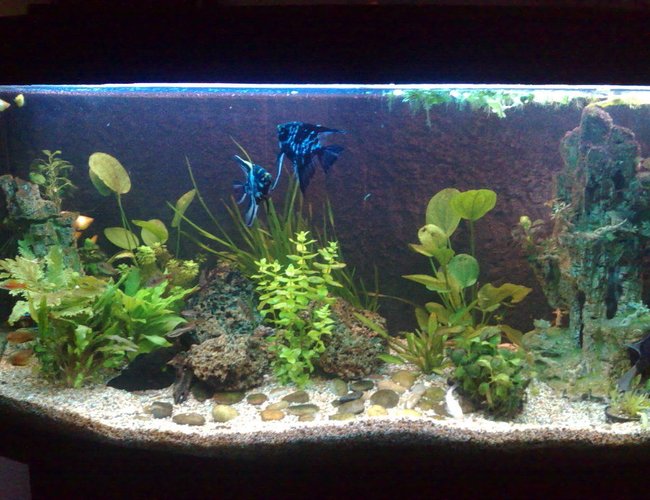 57 gallons planted tank (mostly live plants and fish) - here's my tank 57 gallons planted tank (mostly live plants and fish) - here's my tank