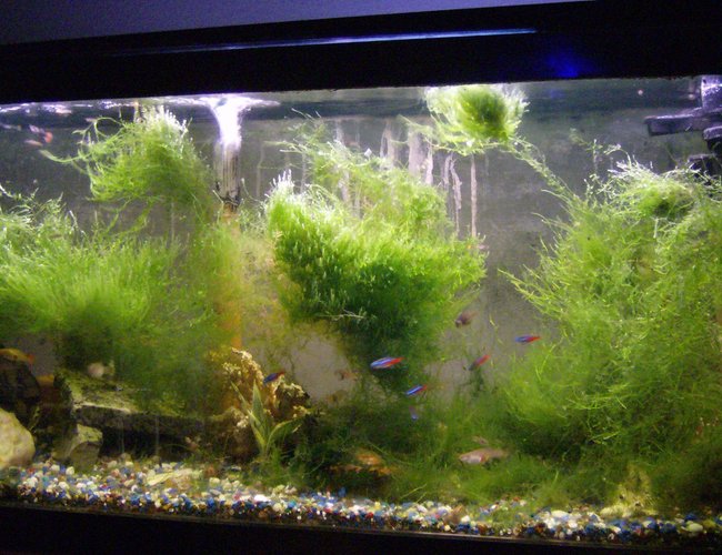 44 gallons planted tank (mostly live plants and fish) - New Community Live plant shot, working on it, will get better. 44 gallons planted tank (mostly live plants and fish) - New Community Live plant shot, working on it, will get better.