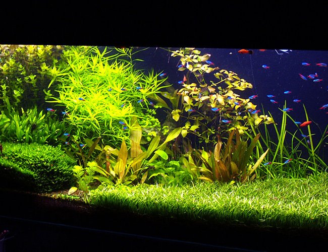 190 gallons planted tank (mostly live plants and fish) - update, 11 month after setup 190 gallons planted tank (mostly live plants and fish) - update, 11 month after setup