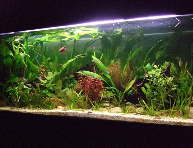 32 gallons planted tank (mostly live plants and fish) - another pic 32 gallons planted tank (mostly live plants and fish) - another pic