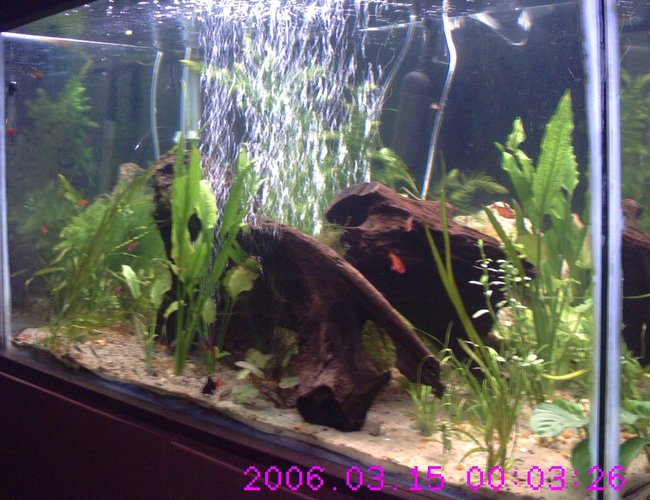 160 gallons planted tank (mostly live plants and fish) - 60+ days going added (2) DIY CO2 a bunch of plants (3) Debauwi Cats, (3) Cuckoo Cats, and (5) more Serpae Tetra
Using Flourish Excel, DIY CO2, and Flourish plant supplement- plants are growing like wild fire. Also added Malaysian Driftwood to lower PH and add hiding. Just Added: Jaguar-hybrid Synodontis, Chinese Butterfly Loach, Bristlenose Pleco, Clown Pleco, Flying Fox 160 gallons planted tank (mostly live plants and fish) - 60+ days going added (2) DIY CO2 a bunch of plants (3) Debauwi Cats, (3) Cuckoo Cats, and (5) more Serpae Tetra
Using Flourish Excel, DIY CO2, and Flourish plant supplement- plants are growing like wild fire. Also added Malaysian Driftwood to lower PH and add hiding. Just Added: Jaguar-hybrid Synodontis, Chinese Butterfly Loach, Bristlenose Pleco, Clown Pleco, Flying Fox