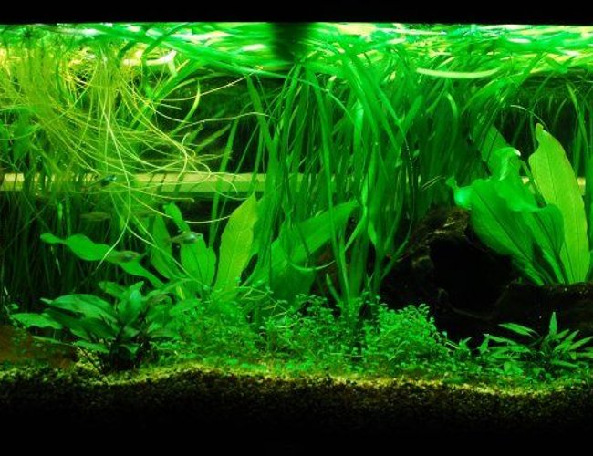 57 gallons planted tank (mostly live plants and fish) - My first every fish tank - a 57g Juwel Rio 240 - you have no idea how much grief his tank has given me :o) 57 gallons planted tank (mostly live plants and fish) - My first every fish tank - a 57g Juwel Rio 240 - you have no idea how much grief his tank has given me :o)