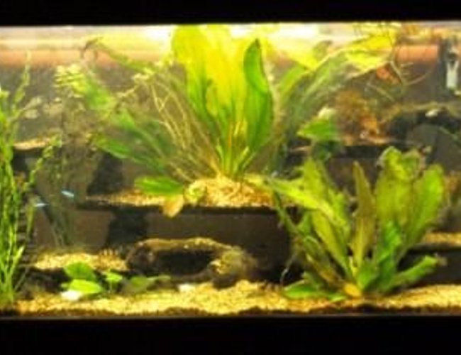 80 gallons planted tank (mostly live plants and fish) - 80 gallon low tech tank 80 gallons planted tank (mostly live plants and fish) - 80 gallon low tech tank