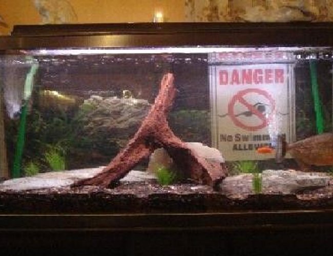 33 gallons planted tank (mostly live plants and fish) - Day 1
trying to grow a bed of underwater grass 33 gallons planted tank (mostly live plants and fish) - Day 1
trying to grow a bed of underwater grass