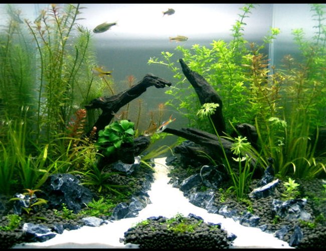 30 gallons planted tank (mostly live plants and fish) - Tank: Aqua One 30cm Cube
Substrate: Up Aqua Soil
Filter: HOB
Co2: DIY
Diffuser: Up Aqua
Lights: 2x24w PC
Plants: Hemianthus Callitrichoides, Blyxa Japonica, Ranunculus Inundatus, Rotala Nanjenshan, Pogostemon Helferi, Hemianthus Micranthemoides, Rotala Rosea, Rotala Macrandra, Rotala Wallichii, Rotala Macrandra Mini, Anubias Nana Petite, Proserpinaca Palustris, Tonina Fluviatilis, Syngonanthus Sp
Inhabitants: 8x Silver Tipped Tetra's, 8x Endlers Guppies, Crystal Red Shrimp 30 gallons planted tank (mostly live plants and fish) - Tank: Aqua One 30cm Cube
Substrate: Up Aqua Soil
Filter: HOB
Co2: DIY
Diffuser: Up Aqua
Lights: 2x24w PC
Plants: Hemianthus Callitrichoides, Blyxa Japonica, Ranunculus Inundatus, Rotala Nanjenshan, Pogostemon Helferi, Hemianthus Micranthemoides, Rotala Rosea, Rotala Macrandra, Rotala Wallichii, Rotala Macrandra Mini, Anubias Nana Petite, Proserpinaca Palustris, Tonina Fluviatilis, Syngonanthus Sp
Inhabitants: 8x Silver Tipped Tetra's, 8x Endlers Guppies, Crystal Red Shrimp