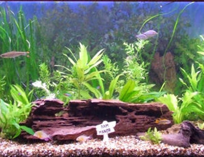 320 gallons planted tank (mostly live plants and fish) - Ram Manor
Community of Dwarf Cichlids & a few others.
Blue Rams(Mikrogeophagus Ramerezi) Gold Rams(Papiliochromis Ramirezi) Bolivian Butterfly(Mikrogeophagus Altispinosus) Cockatoo Cichid(Apistogramma Cacatuoides)
Neons, Angels, Australian Dwarf Neon Rainbows, Red Scissortail Rasbora. 320 gallons planted tank (mostly live plants and fish) - Ram Manor
Community of Dwarf Cichlids & a few others.
Blue Rams(Mikrogeophagus Ramerezi) Gold Rams(Papiliochromis Ramirezi) Bolivian Butterfly(Mikrogeophagus Altispinosus) Cockatoo Cichid(Apistogramma Cacatuoides)
Neons, Angels, Australian Dwarf Neon Rainbows, Red Scissortail Rasbora.
