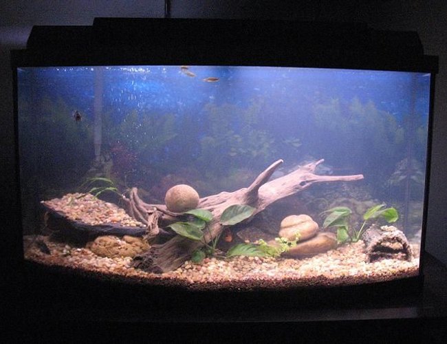 45 gallons planted tank (mostly live plants and fish) - 45 gal 45 gallons planted tank (mostly live plants and fish) - 45 gal