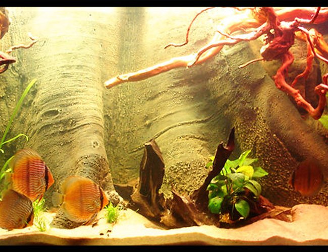 187 gallons planted tank (mostly live plants and fish) - 720L Heckel Symphysodon Discus Biotope. 187 gallons planted tank (mostly live plants and fish) - 720L Heckel Symphysodon Discus Biotope.