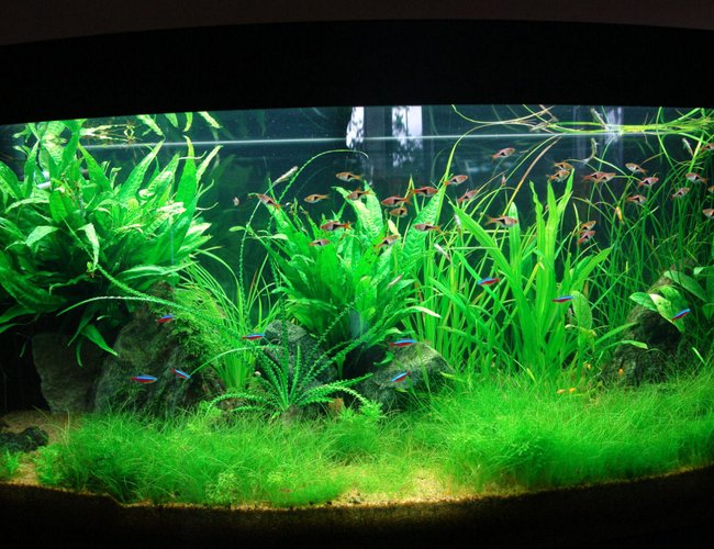 64 gallons planted tank (mostly live plants and fish) - planted tank 64 gallons planted tank (mostly live plants and fish) - planted tank